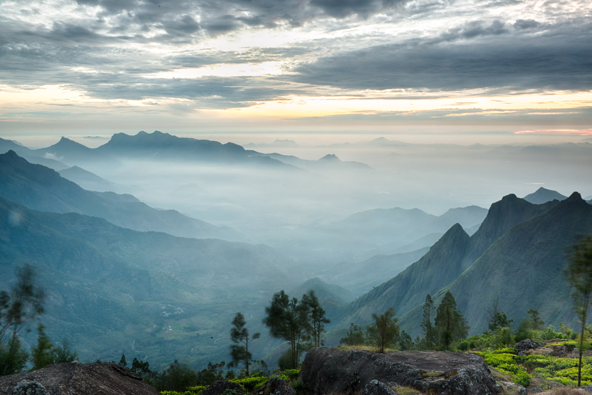 Sacred Plants, Tea, Spices & the Power of Healing